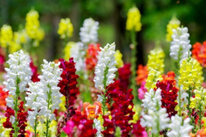 Snapdragon Snapdragon